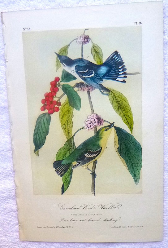 Audubon 3rd ed Octavo CERULEAN WOOD WARBLER Birds of America 1859 original gallery