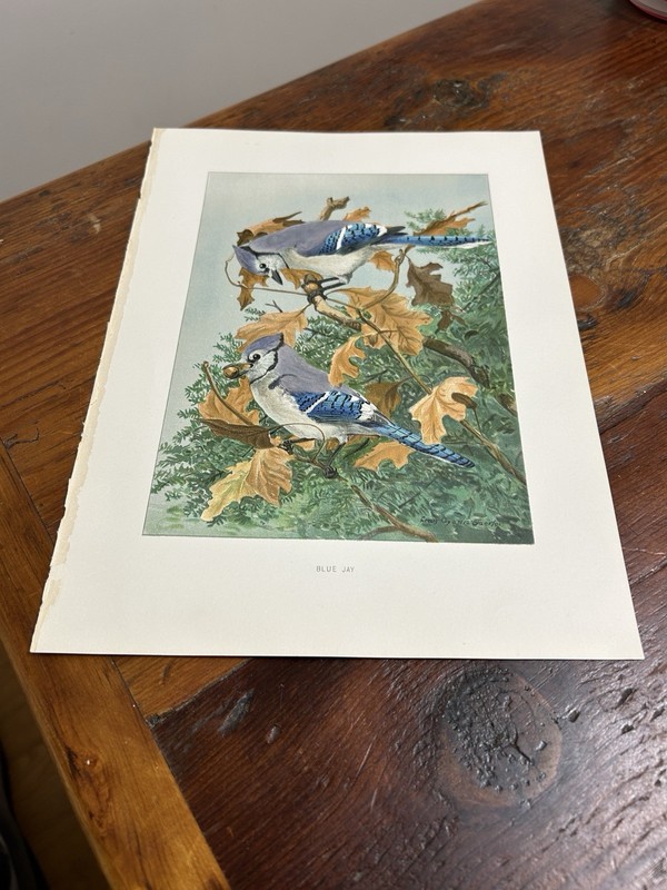1904 Blue Jay by Louis Agassiz Fuertes Book Print