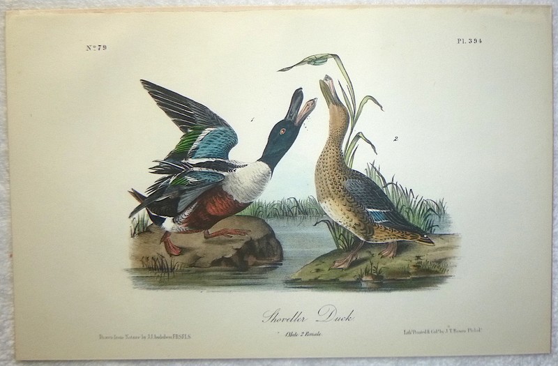 Audubon Octavo SHOVELLER DUCK Birds of America original hand colored litho 1856 gallery