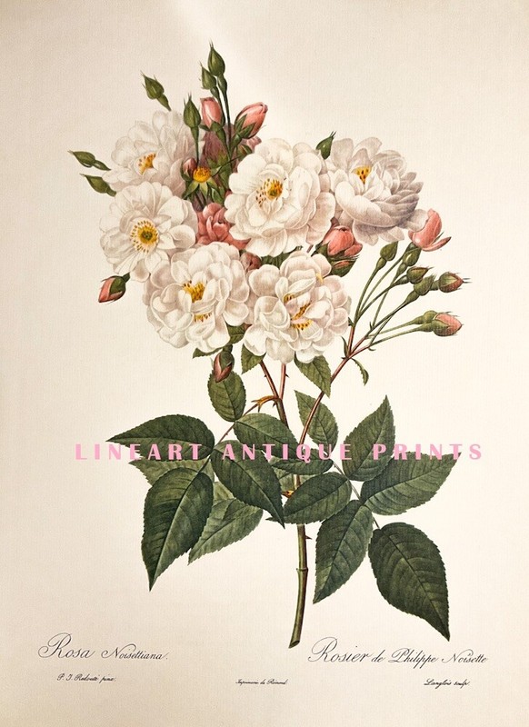 REDOUTE PINK BLUSH NOISETTE ROSE ~ Floral Botanical Flower Home Décor Art Print