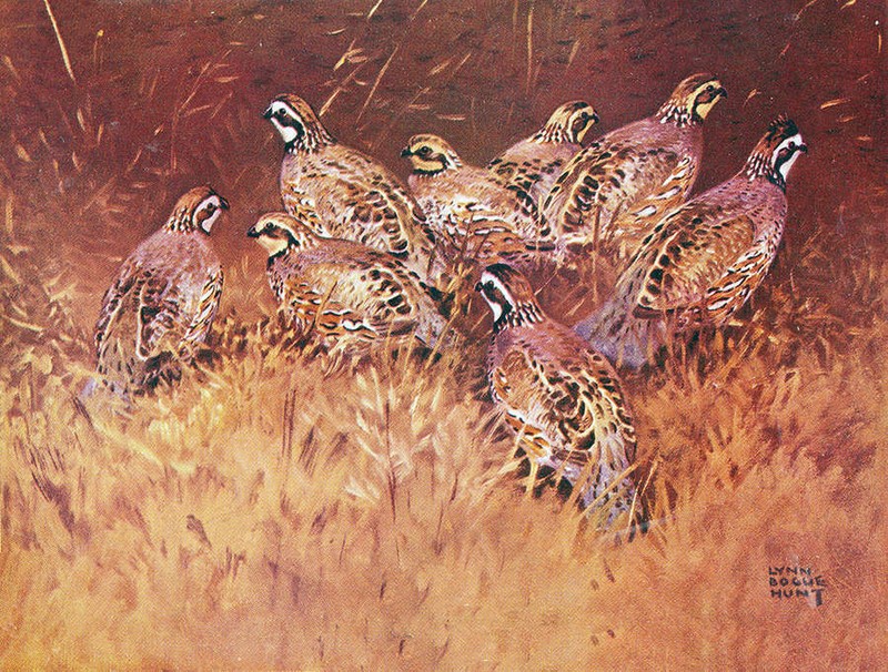 Bobwhite Quail Covey by Lynn Bogue Hunt