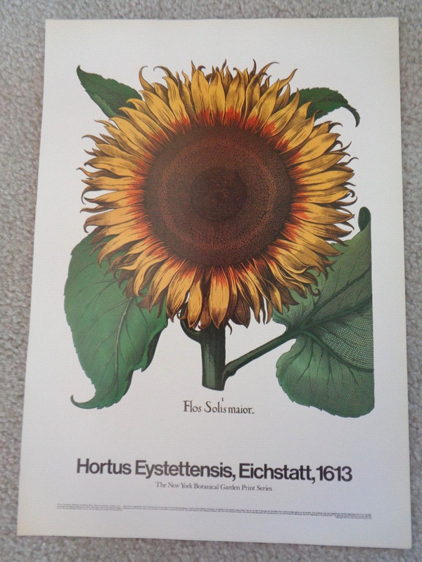 Sunflower Art Poster New York Botanical Garden Yellow Flower by Basilius Besler