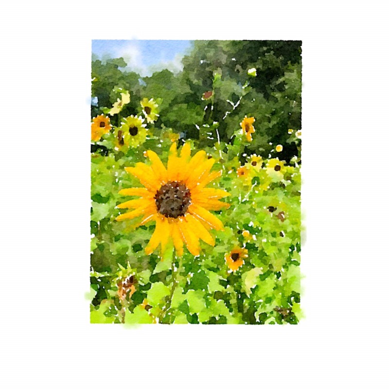 ACEO ATC Art Card Watercolor Print Signed Floral Sunflowers Flower Garden gallery
