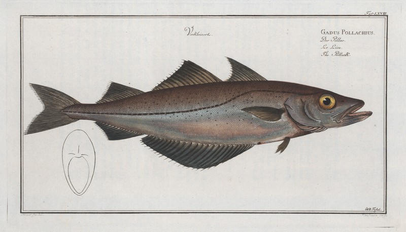 Marcus Bloch 1785 – Plate 068 Gadus Pollachius, The Pollack – 13×19 Reproduction