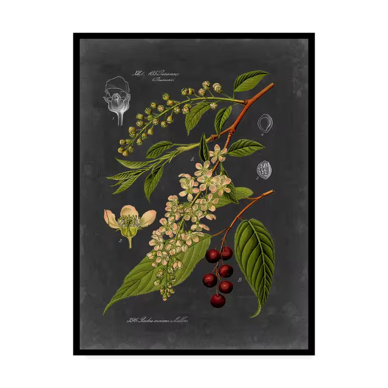 Midnight Botanical Ii by Vision Studio 32 In. X 24 In. gallery