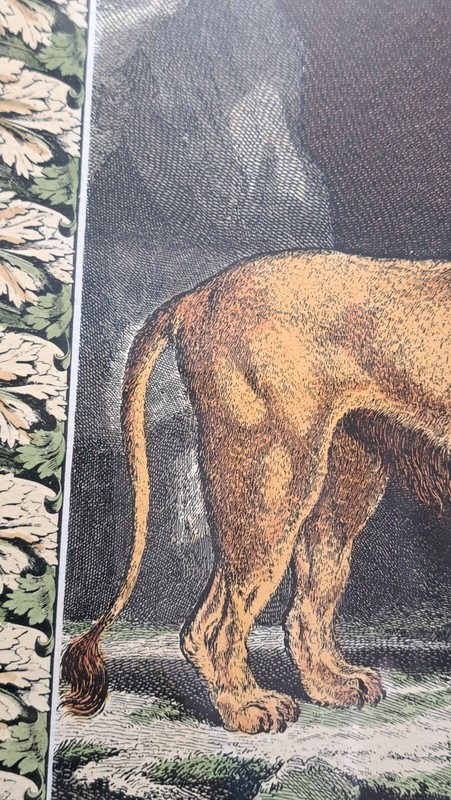 Buffin Lion Print Framed gallery