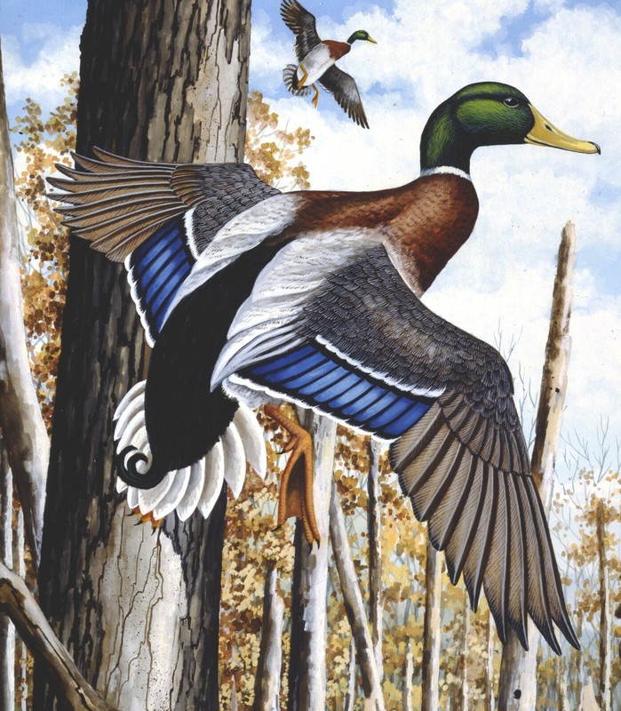 JAMES PARTEE JR. WATERFOWL ART, CACHE RIVER GREENHEADS 12x15 L/E S/N LITHOGRAPH gallery