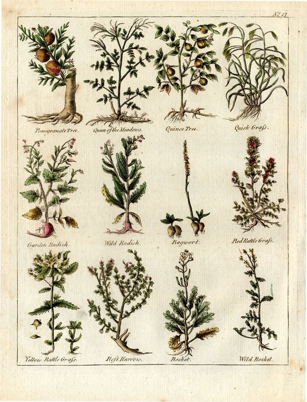 Antique Herbal Print-RADISH-POMEGRANATE-Culpeper-1790