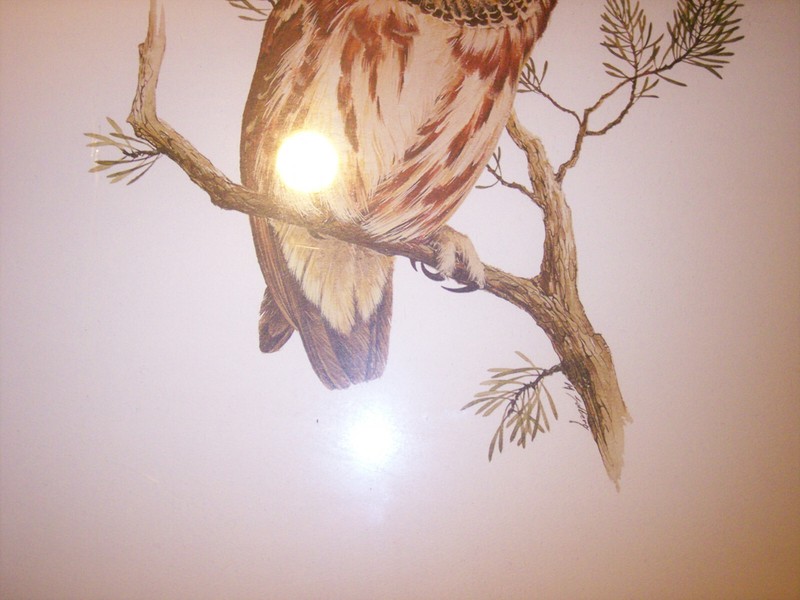 "SAW-WHET OWL" BY MORT SOLBERG 18" by 22" VINTAGE PRINT Haddads FINE ART 1980 gallery