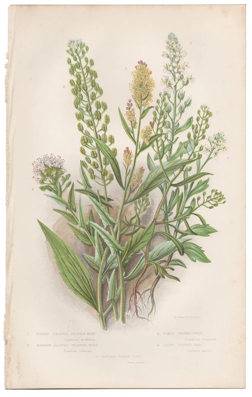 Antique 1860 Anne Pratt botanical print Flowering Plants 16 Pepper Wort