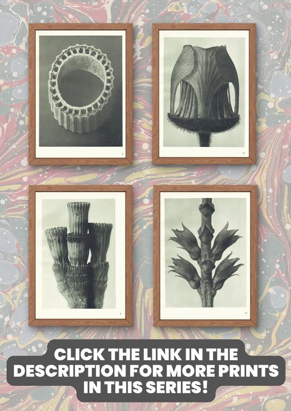 1929 SILVER FIR Print - Karl Blossfeldt - Plant Flower Tree - 9.5 x 12 Inches gallery