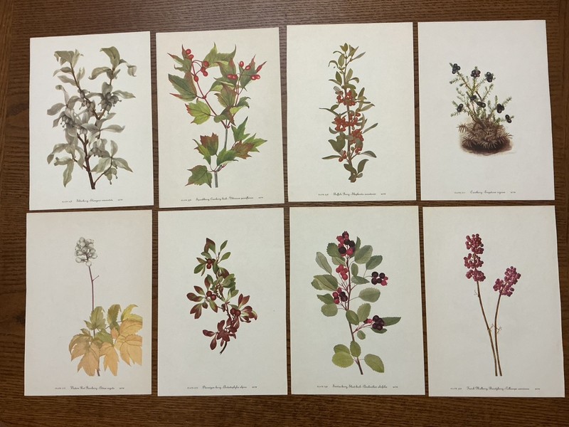 8 Vintage MCM 1953 Botanical Berry Prints lot of 8 Cottage Core by Mary Walcott