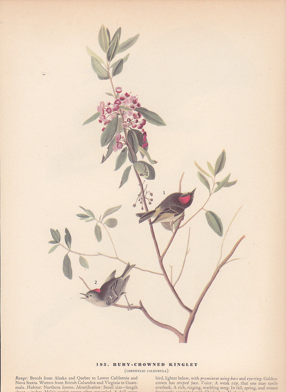 Audubon 1942 Vintage Bird #195 "Ruby Crowned Kinglet" Full Color Art Plate Litho