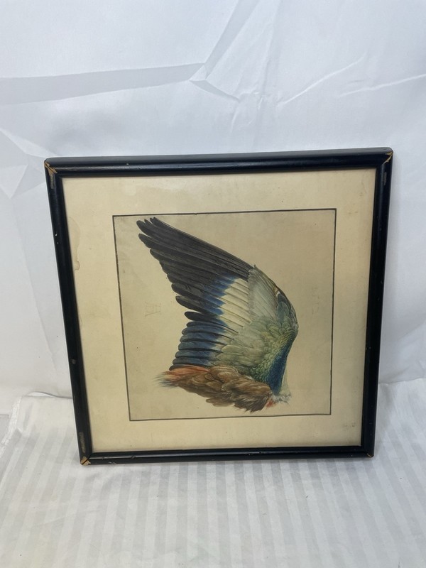 Vintage Albrecht Durer – Wing of a Roller – Art Print on Paper or Canvas 70s-80s