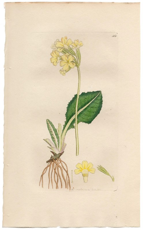 Antique 1798 Sowerby English Botany hand-colored engraving 513 Oxlip