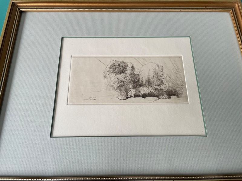 Vintage Print Etching Pekingese Dog After Rountree 1878-1950 gallery