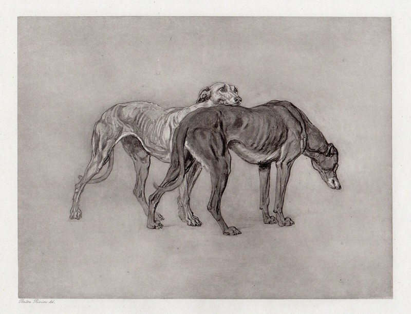 Marvelous 1800s BRITON RIVIERE Antique Print «Greyhound Study» SIGNED FRAMED COA