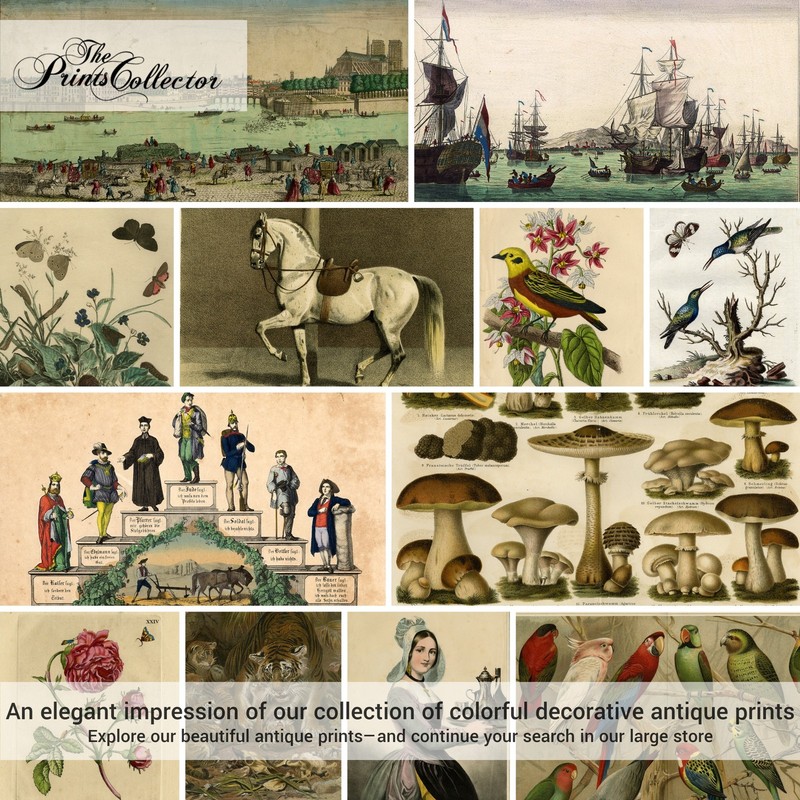 Antique Herbal Print-RADISH-POMEGRANATE-Culpeper-1790 gallery