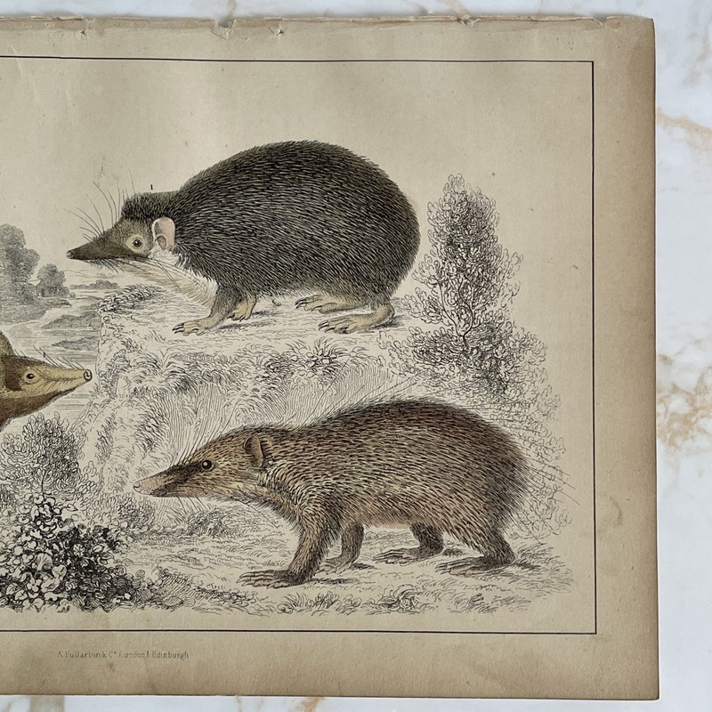 Antique Book Engraving Hand Coloured Print Oliver Goldsmith - Hedgehogs gallery