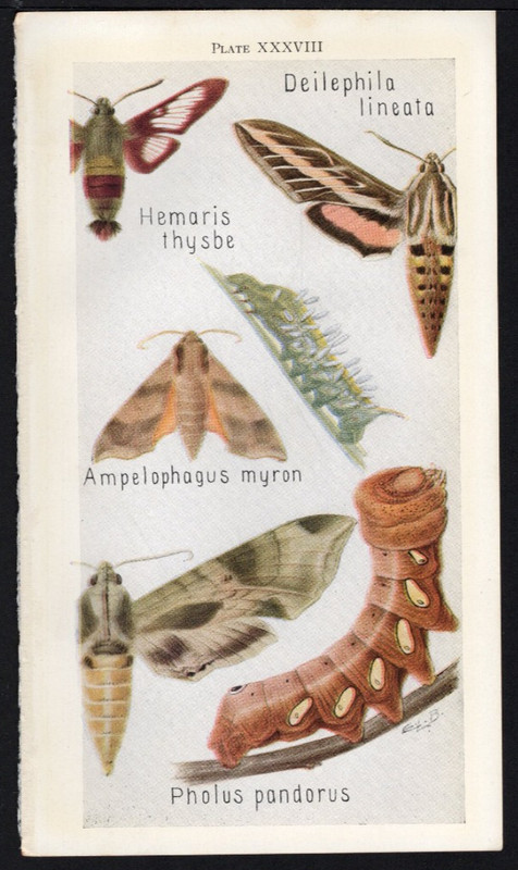 1918 Tiny Insect Chromolithographic Print – Clear Wing & Sphinx Moths