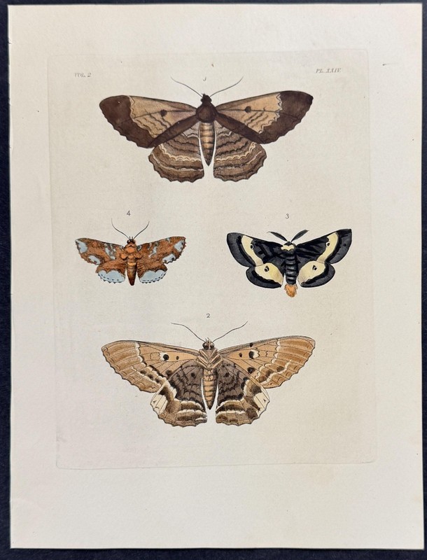Drury 1837 Antique handcolored print: Moths & Butteflies, Exotic Entomology 2