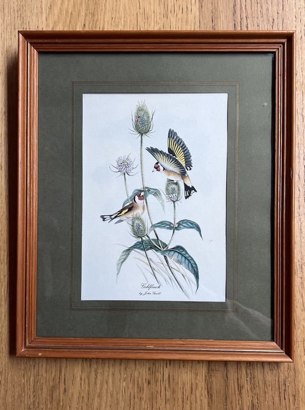 Art Print – GOLDFINCH by John Gould (1804-1881) framed mounted 11in x 13in