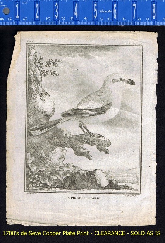 Gray Shrike Grise La Pie-Grieche - 1771 de Seve/Baron Print CLEARANCE