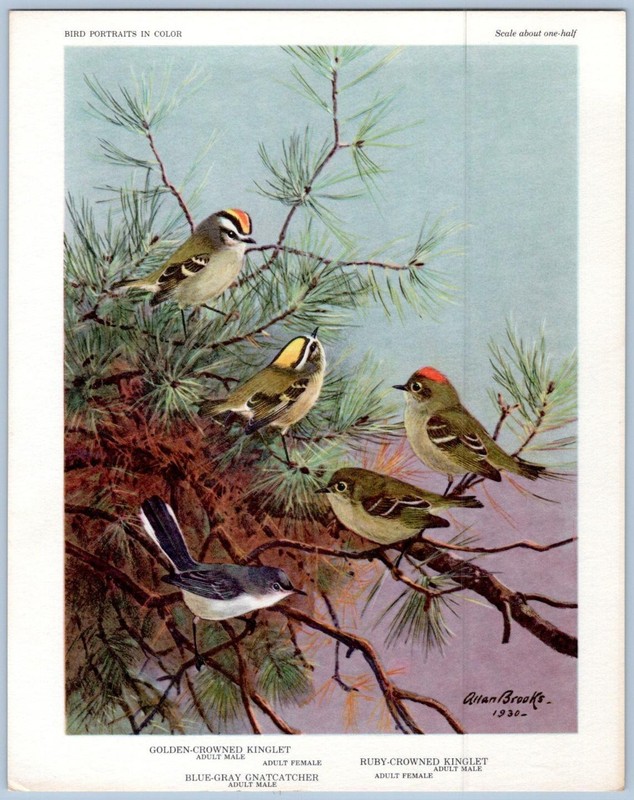 GNATCATCHERS & KINGLETS*RUBY & GOLDEN CROWNED*BLUE-GRAY*BIRD PORTRAIT ART PRINT