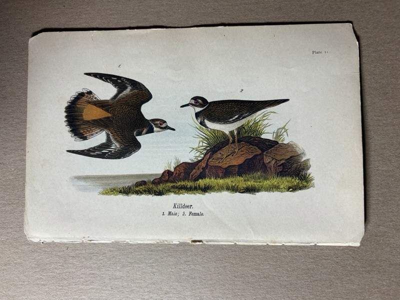 Birds Of Pennsylvania Antique Print 9×6 In- Killdeer- 1890 Authentic