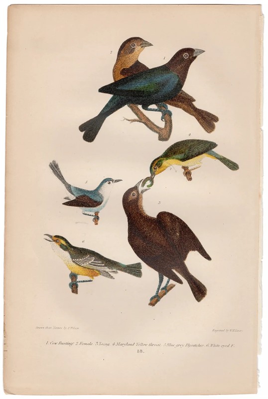 Wilson antique bird print 1876 hand-colored engraving 18 Cow Bunting, Flycatcher