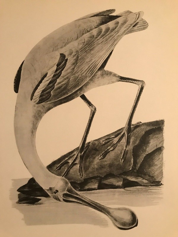 Descourtilz «Roseate Spoonbill» Vintage Limited Ed. Photolithograph 1960