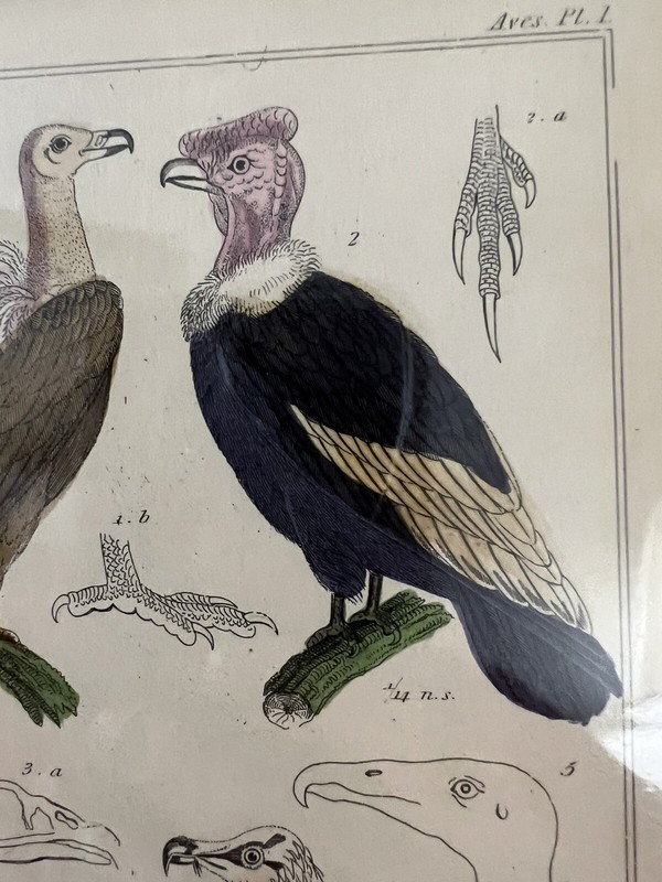 HAND COLORED STEEL ENGRAVING THE ANIMAL KINGDOM BARON CUVIER LONDON ca 1837 gallery