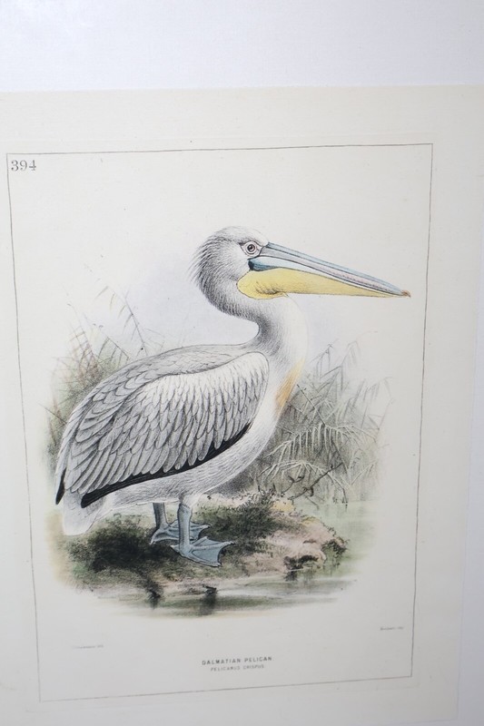 J. G. Keulemans Lithograph Dalmatian Pelican Hand Colored 17x22 Framed gallery
