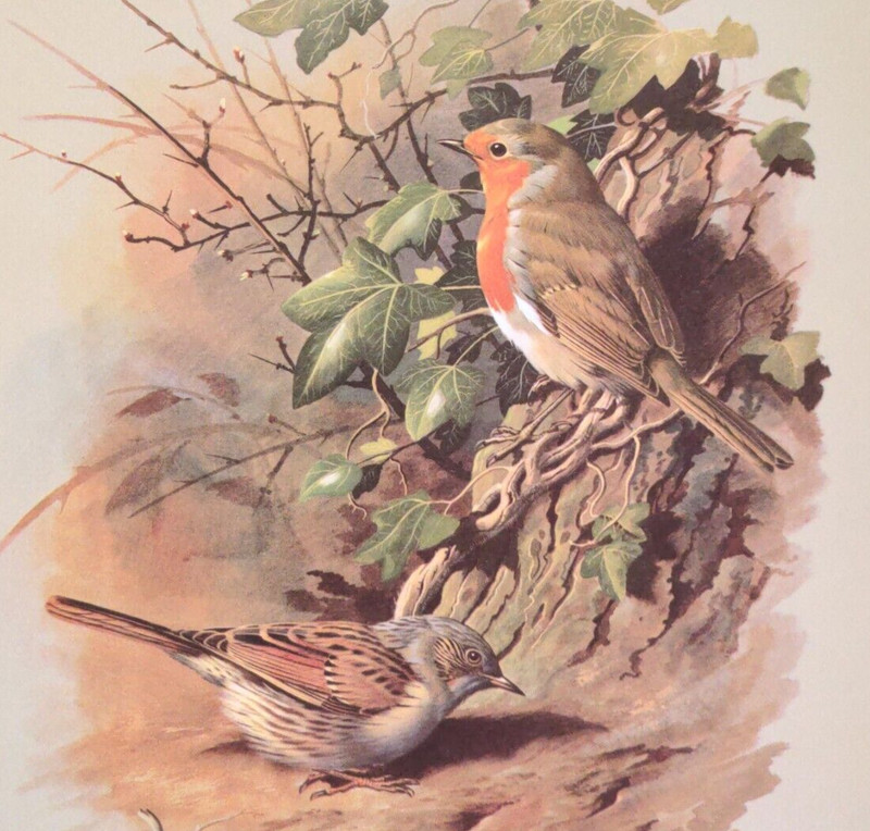 Basil Ede Birds Robin and Dunnock Vintage Art Print Book Plate 23
