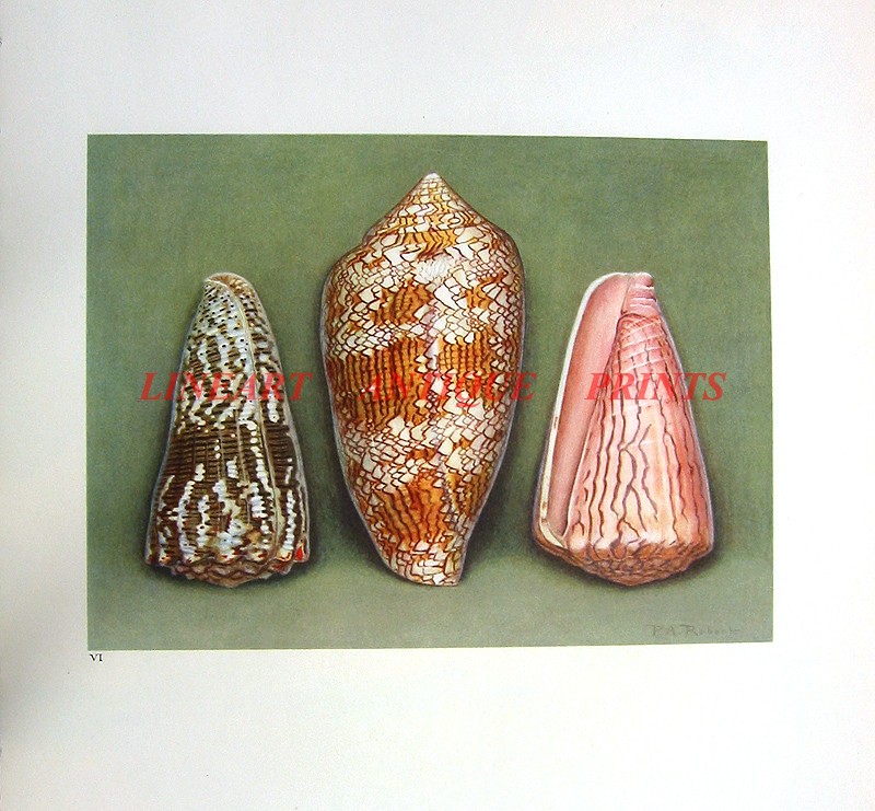 IMPERIAL CONE REEF SAND SEASHELL, Antique 1940s Beach House Wall Decor Art Print