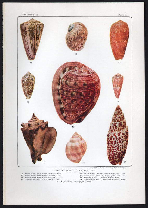 1942 Vintage Sea Shell Print Cone, Moon, Helmet Shells