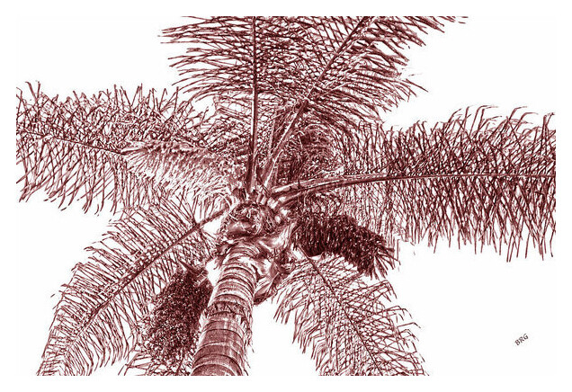 Looking Up At Palm Tree, 12″x16″, Fine Art Museum Quality Print Brown