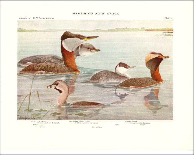 1914 Vintage Print Holboells Pied Horned Grebe New York Bird Birds Fuertes