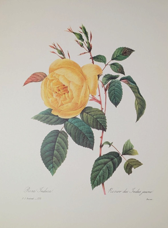 Vintage Rosa Indica Yellow Flower Botanical Print Redouté Bookplate 122 gallery