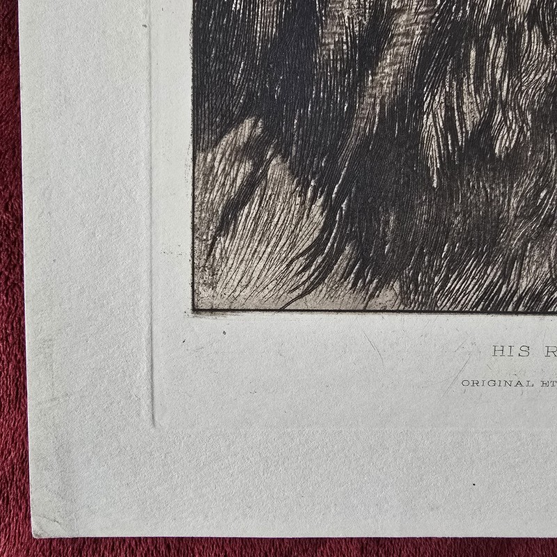 Herbert Dicksee Etching “His Royal Highness” Antique Lion Portrait Wildlife Art gallery