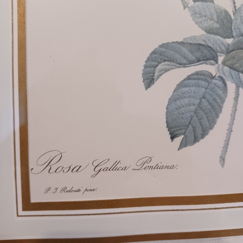 Vintage P J Redoute Floral Botanical Prints Rosa Pumila Painted Wood Frame Glass gallery