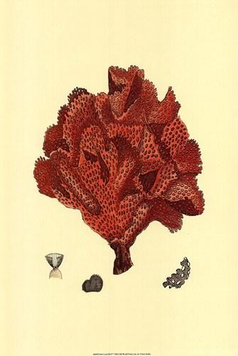 Vision Studio Red Coral IV Open Edition
