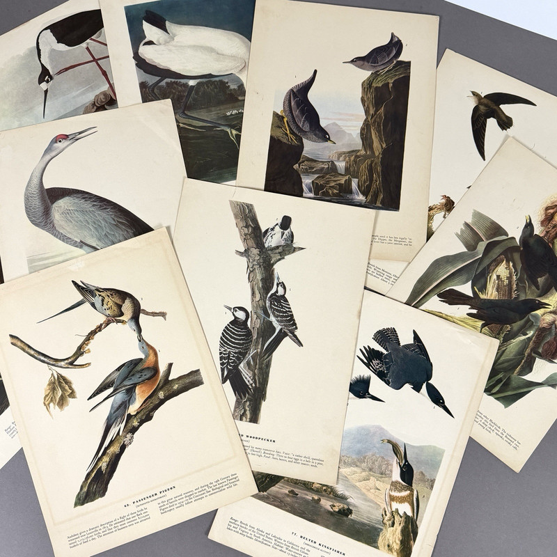 Vintage Bird Print Lot | 10 Audubon Style Plates Passenger Pigeon Crane