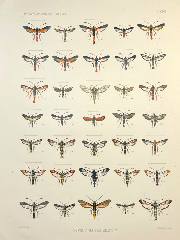 Antique Moth Print Entomology Color Illustration Plate North American Clearwing
