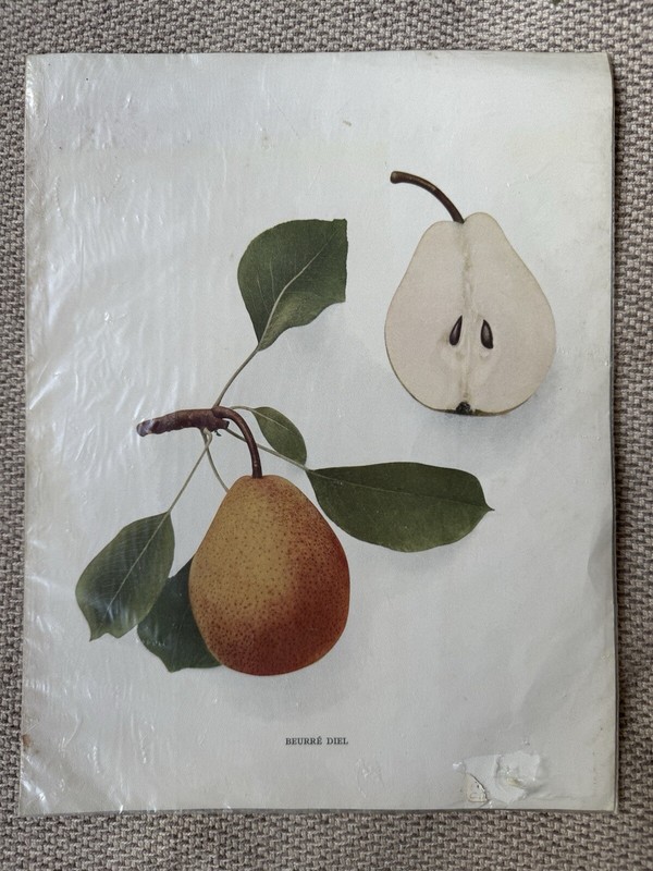 Antique 1920’s Pear – Beurre Diel Variety – Lithograph Botanical Fruit Print