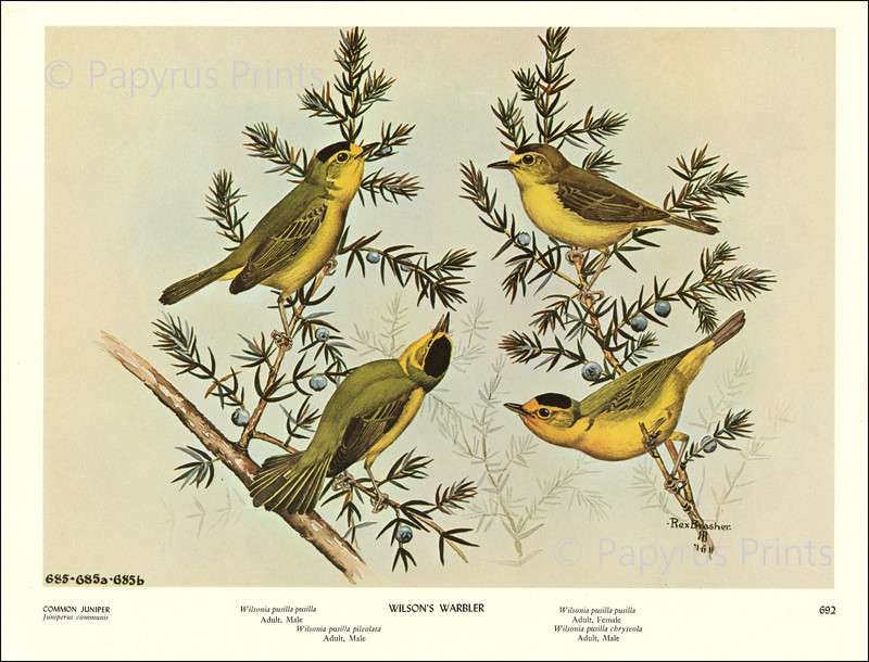 1962 Vintage Print Wilsons Warbler Bird Juniper Tree Illustration Image Brasher