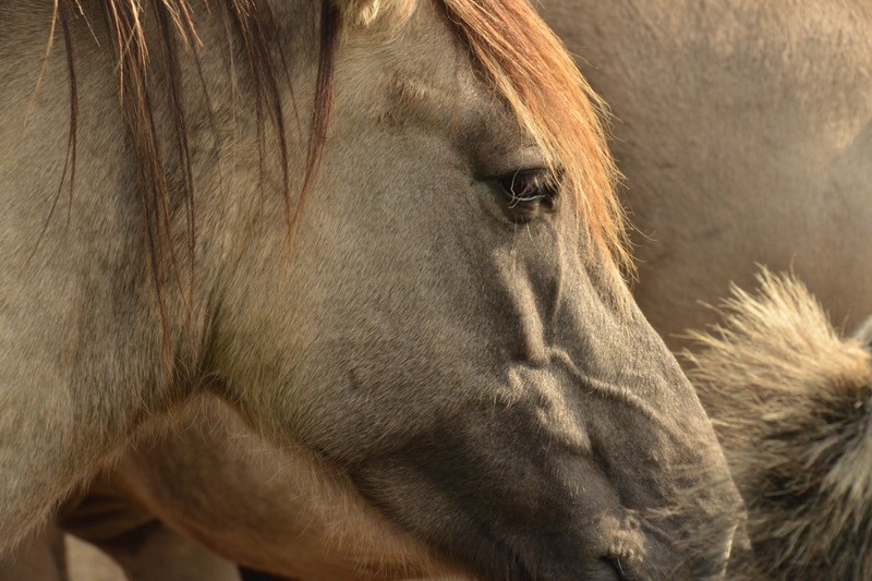 The Yellowstone Collection - Horse Grain - Art Print on Paper or Canvas gallery
