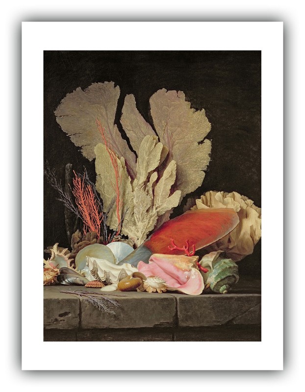 Anne Vallayer-Coster : «Seaweed, Lithophytes, Seashells» — Giclee Fine Art Print