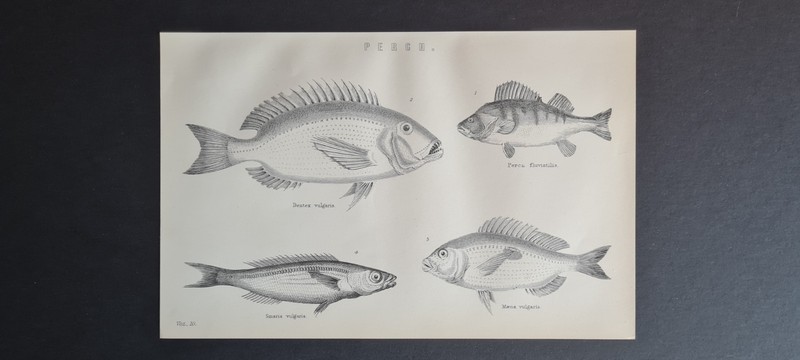 Antique (c. 1890) print – Fish – Perch – Dentex vulgaris – Maena vulgaris