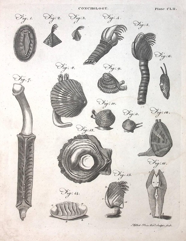 1726-1809 CONCHOLOGY Book Page Print PLATE CLII A Bell Prin. Wal. sculptor fecit